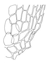 Rhytidiadelphus squarrosus, alar cells. F, lower laminal cells. Drawn from B.H. Macmillan 90/6, CHR 456466.
 Image: R.C. Wagstaff © Landcare Research 2014 